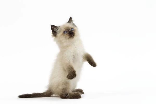 Cat - Ragdoll kitten on hind legs in studio