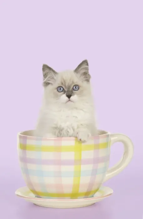 Framed Print : CAT - Ragdoll kitten sitting in tea cup Digital Manipulation: colour background from white Framed Print : CAT - Ragdoll kitten sitting in tea cup Digital Manipulation: colour background from white