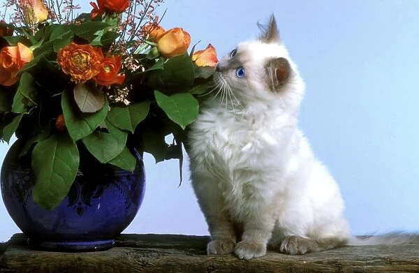 Cat - Ragdoll Kitten smelling flowers