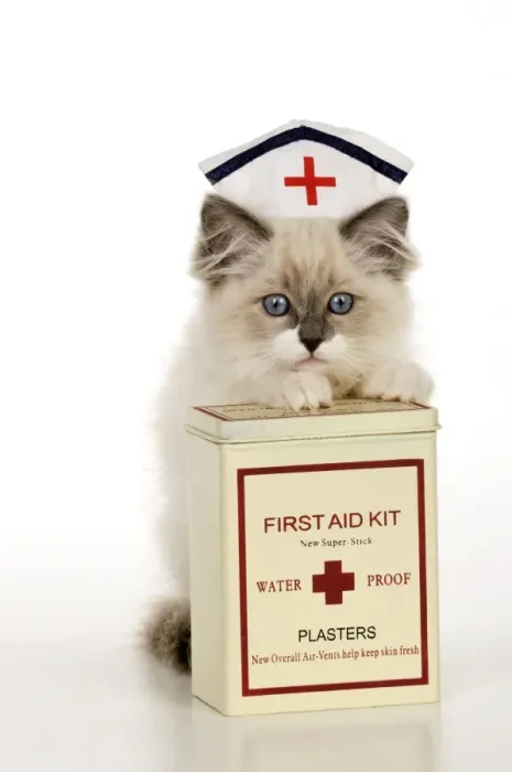 Framed Print : CAT - Ragdoll kitting wearing nurses hat with box of plasters Framed Print : CAT - Ragdoll kitting wearing nurses hat with box of plasters