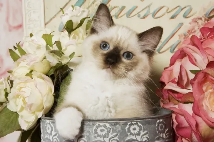 Framed Print : Cat - Ragdoll Seal Kitten