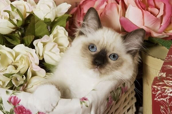 Cat - Ragdoll Seal Kitten in basket amongst flowers