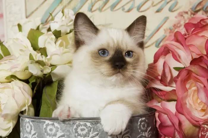 Framed Print : Cat - Ragdoll Seal Kitten amongst flowers Framed Print : Cat - Ragdoll Seal Kitten amongst flowers