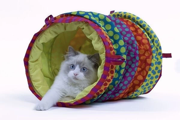 Cat - Ragdoll in studio in play tunnel