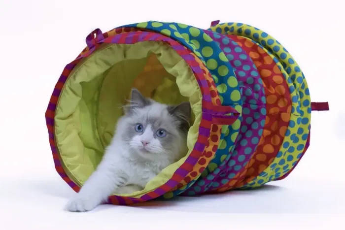 Framed Print : Cat - Ragdoll in studio in play tunnel