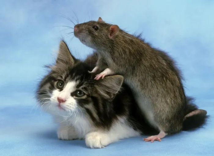 Framed Print : Cat and Rat together Framed Print : Cat and Rat together