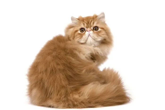 Framed Print : Cat - Red Persian Framed Print : Cat - Red Persian