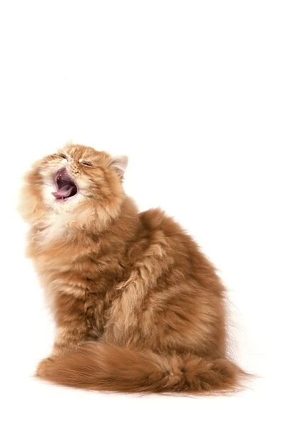 Cat - Red Persian yawning
