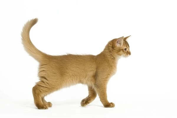 Cat - Red Somali  /  long-haired Abyssinian kitten in studio