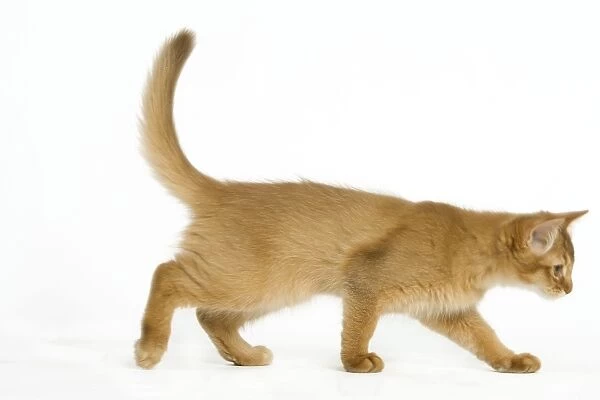 Cat - Red Somali  /  long-haired Abyssinian kitten in studio