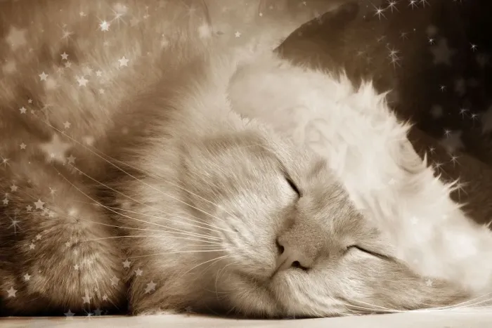 Framed Print : Cat - Red Tabby sleeping Digital Manipulation: Hat (Su), sepia, stars Framed Print : Cat - Red Tabby sleeping Digital Manipulation: Hat (Su), sepia, stars
