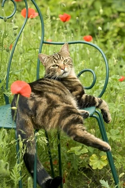 Cat - relaxing on chair in garden
