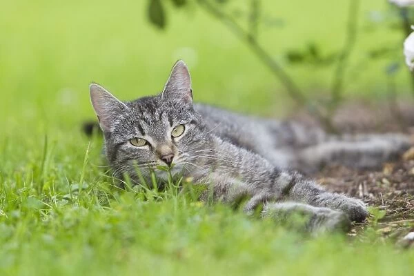 Cat - resting in garden - Lower Saxony - Germany