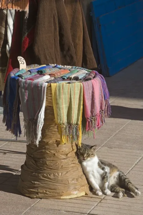 Framed Print : Cat - resting by market stall selling scarves - Morocco Framed Print : Cat - resting by market stall selling scarves - Morocco