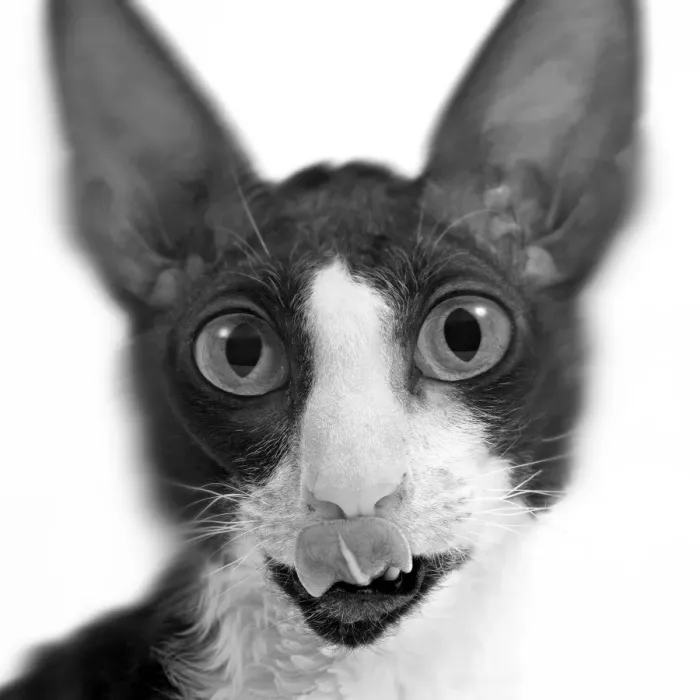 Framed Print : Cat - Rex Cornish - close-up of face. Black & White Framed Print : Cat - Rex Cornish - close-up of face. Black & White