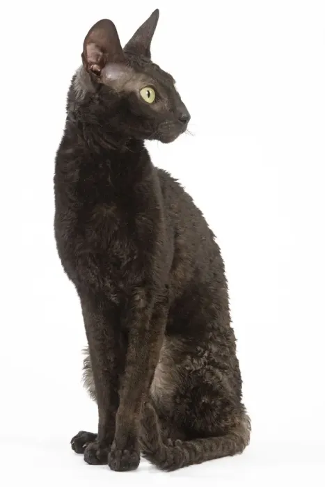 Framed Print : Cat - Rex Cornish in studio Framed Print : Cat - Rex Cornish in studio