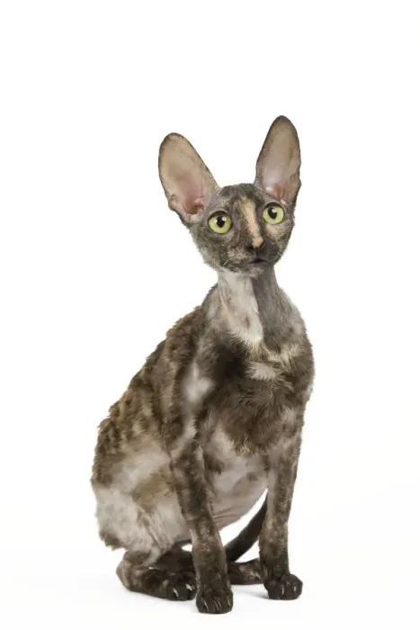Framed Print : Cat - Rex Cornish in studio Framed Print : Cat - Rex Cornish in studio