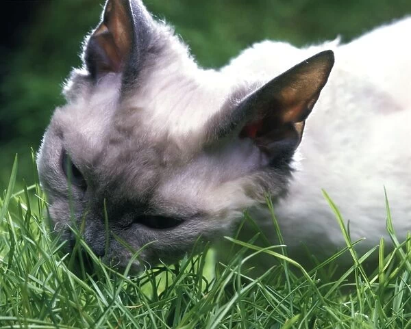 Cat - Rex Devon eating grass