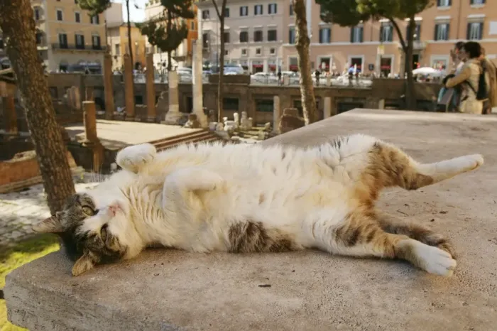 Framed Print : Cat - rolling on back Rome, Italy Framed Print : Cat - rolling on back Rome, Italy
