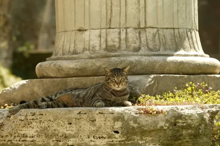 Framed Print : Cat Rome, Italy Framed Print : Cat Rome, Italy