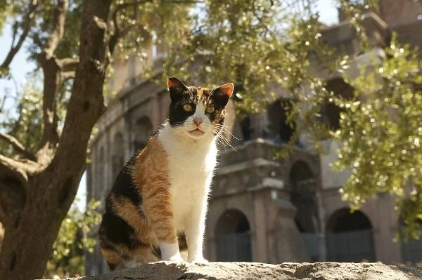 Cat Rome, Italy