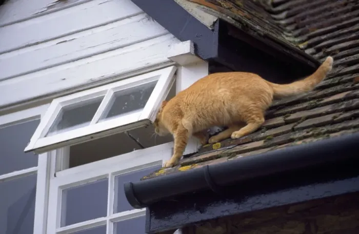 Framed Print : Cat - on roof Framed Print : Cat - on roof