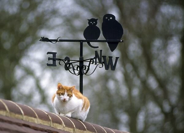 Cat - on roof with weathervane