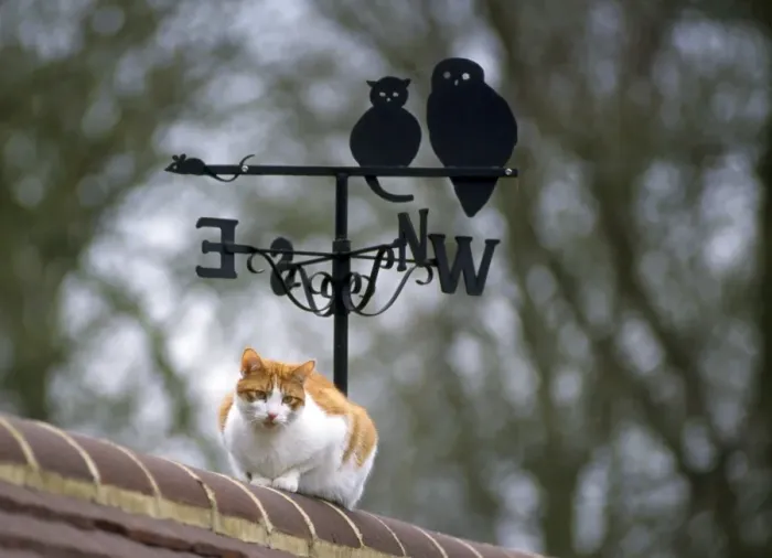 Framed Print : Cat - on roof with weathervane Framed Print : Cat - on roof with weathervane