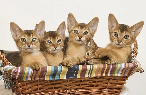 Cat - five Ruddy Abyssinian cats in basket