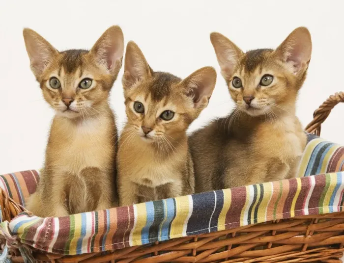 Framed Print : Cat - three Ruddy Abyssinian cats in basket Framed Print : Cat - three Ruddy Abyssinian cats in basket