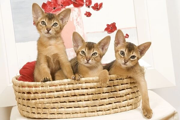 Cat - three Ruddy Abyssinian cats in basket