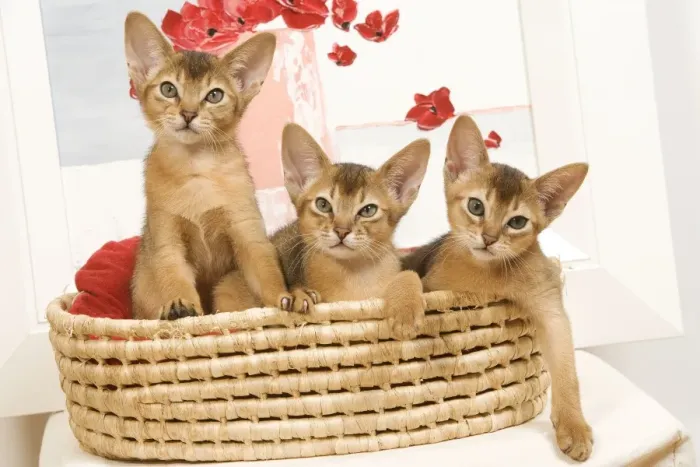 Framed Print : Cat - three Ruddy Abyssinian cats in basket