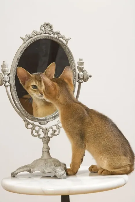 Framed Print : Cat - Ruddy Abyssinian looking in mirror Framed Print : Cat - Ruddy Abyssinian looking in mirror