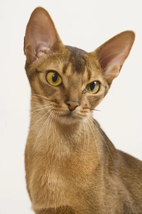 Framed Print : Cat - Ruddy Abyssinian in studio Framed Print : Cat - Ruddy Abyssinian in studio