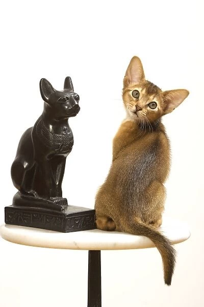 Cat - Ruddy Abyssinian in studio with statue of cat