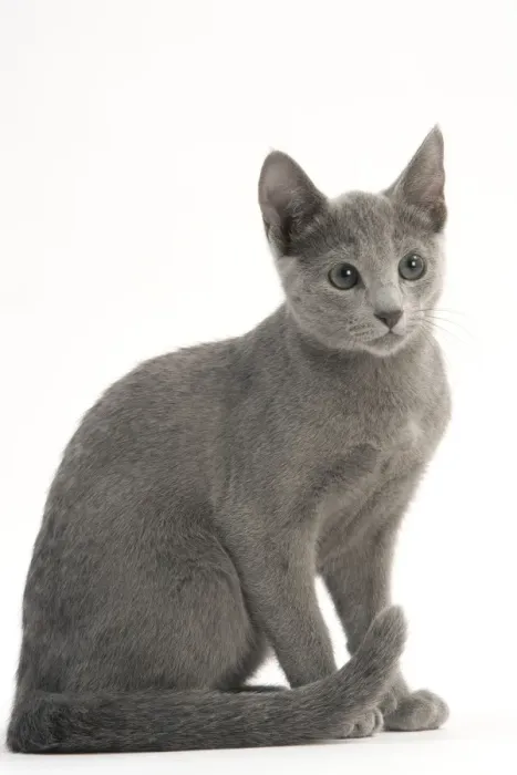 Framed Print : Cat - Russian Blue Framed Print : Cat - Russian Blue