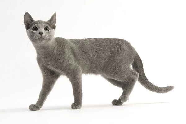 Cat - Russian Blue, shorthaired