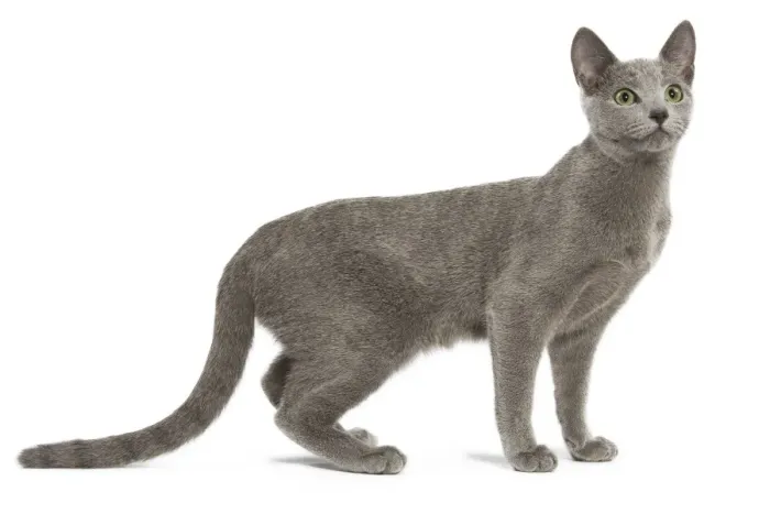 Framed Print : Cat - Russian Blue in studio Framed Print : Cat - Russian Blue in studio
