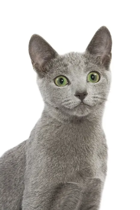 Framed Print : Cat - Russian Blue in studio Framed Print : Cat - Russian Blue in studio