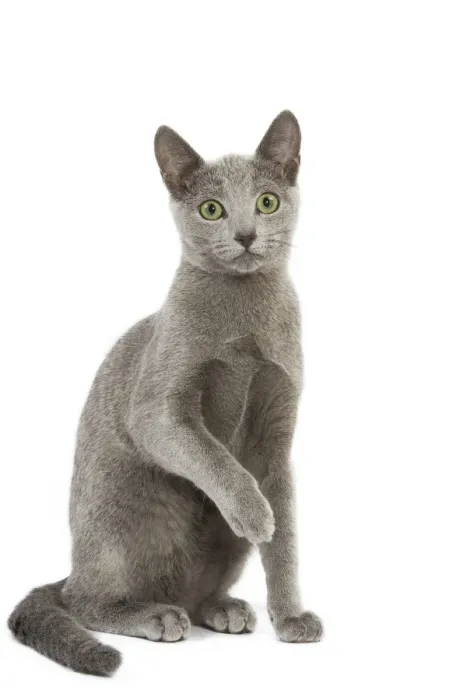 Framed Print : Cat - Russian Blue in studio Framed Print : Cat - Russian Blue in studio