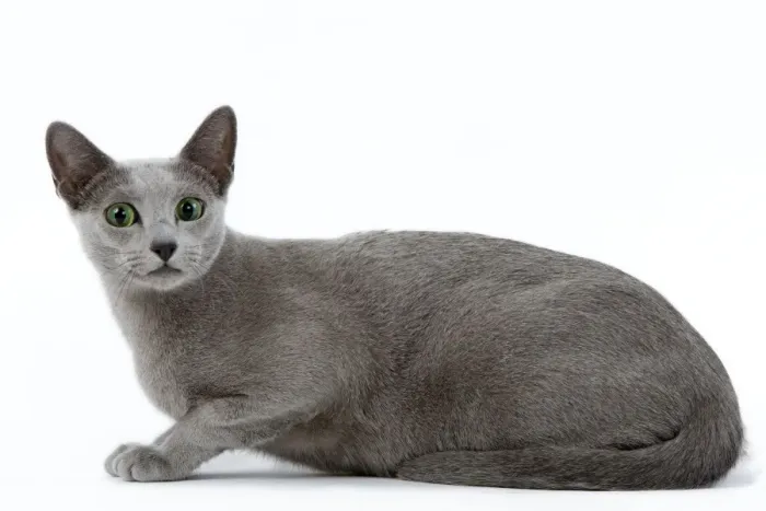 Framed Print : Cat - Russian blue in studio Framed Print : Cat - Russian blue in studio