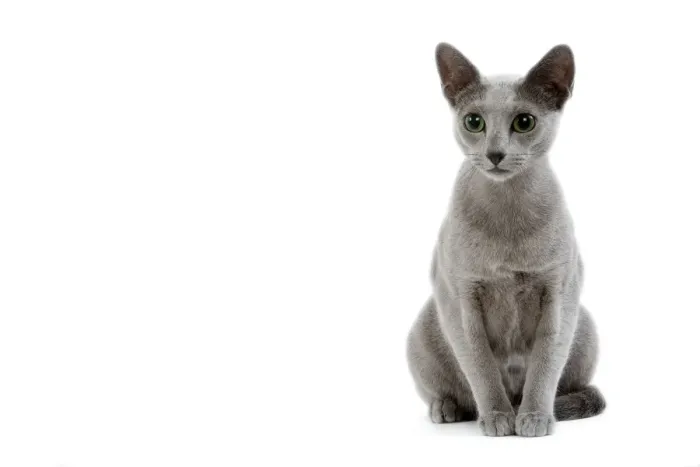 Framed Print : Cat - Russian blue in studio Framed Print : Cat - Russian blue in studio
