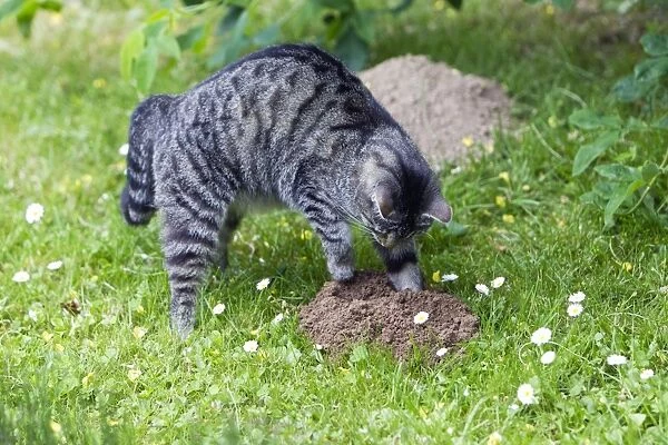 Cat - scratching at molehill in garden - Lower Saxony - Germany
