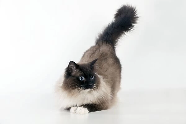 CAT. Seal mitted ragdoll