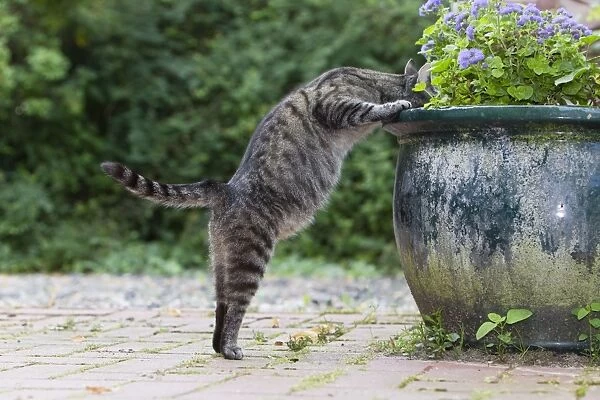 Cat - searching for food in plant pot - Lower Saxony - Germany