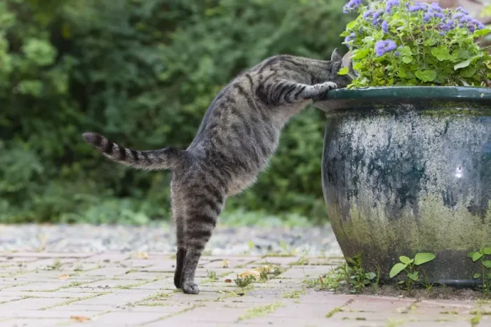 Framed Print : Cat - searching for food in plant pot - Lower Saxony - Germany Framed Print : Cat - searching for food in plant pot - Lower Saxony - Germany