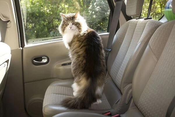 Cat- on back seat of car