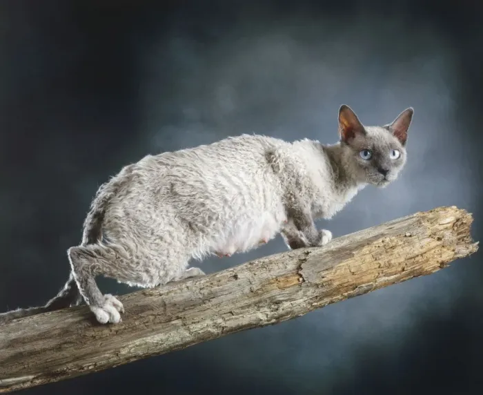 Framed Print : Cat - Selkirk rex on Branch Framed Print : Cat - Selkirk rex on Branch