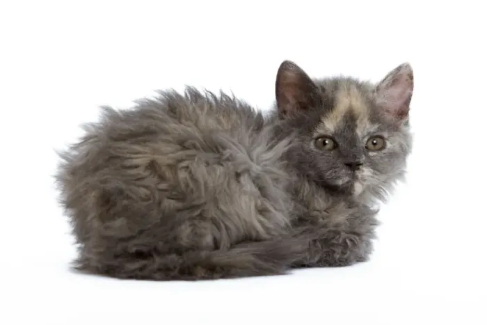 Framed Print : Cat - Selkirk Rex kitten in studio Framed Print : Cat - Selkirk Rex kitten in studio