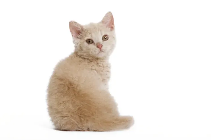 Framed Print : Cat - Selkirk Rex kitten in studio Framed Print : Cat - Selkirk Rex kitten in studio